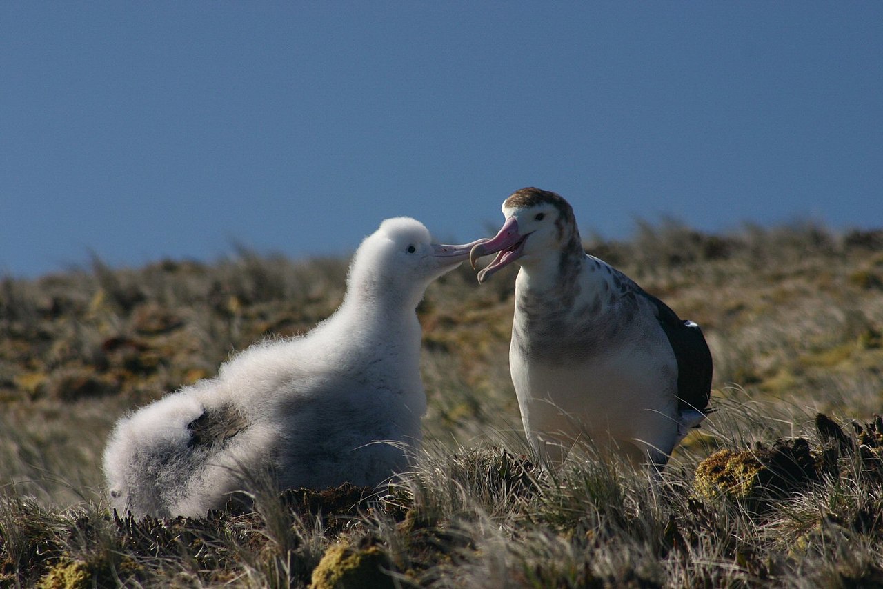 Albatros damsterdam